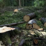 В Карачевском районе украли лесные насаждения